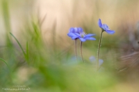 Leberblmchen " Hepatica nobilis "