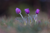 Groe Kuhschelle " Pulsatilla grandis "