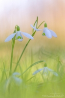 Schneeglckchen " Galanthus "