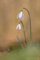 Schneeglckchen " Galanthus "