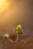 Winterlinge " Eranthis hyemalis "