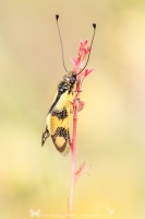 Östlicher Schmetterlingshaft " Libelloides macaronius "