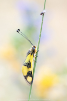 Östlicher Schmetterlingshaft - Libelloides macaronius