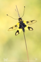 Östlicher Schmetterlingshaft " Libelloides macaronius "