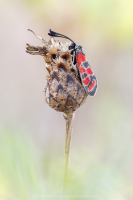 Esparsetten Widderchen - Zygaena carniolica