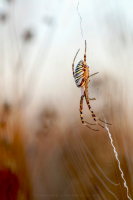 Wespenspinne - Argiope bruennichi