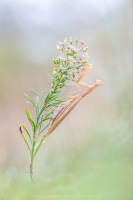 Europische Gottesanbeterin - Mantis religiosa