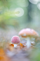 Fliegenpilz - Amanita muscaria