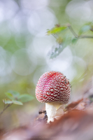 Fliegenpilz - Amanita muscaria