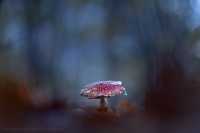 Fliegenpilz - Amanita muscaria