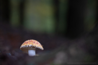 Fliegenpilz - Amanita muscaria