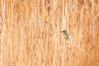 Eisvogel - Alcedo atthis