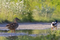 Stockente "Anas platyrhynchos"