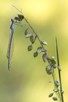 Blaue Federlibelle  " Platycnemis pennipes" Mnnchen