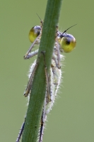 Federlibelle "Platycnemis pennipes"
