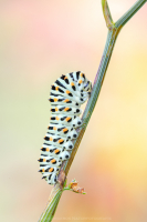 Schwalbenschwanz Raupe -  Papilio machaon