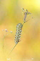 Schwalbenschwanzraupe " Papilio machaon "