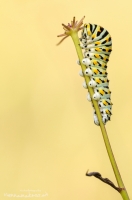 Schwalbenschwanz Raupe " Papilio machaon "