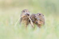 Europischer Ziesel - Spermophilus citellus