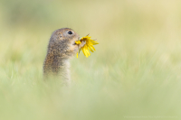 Europischer Ziesel - Spermophilus citellus